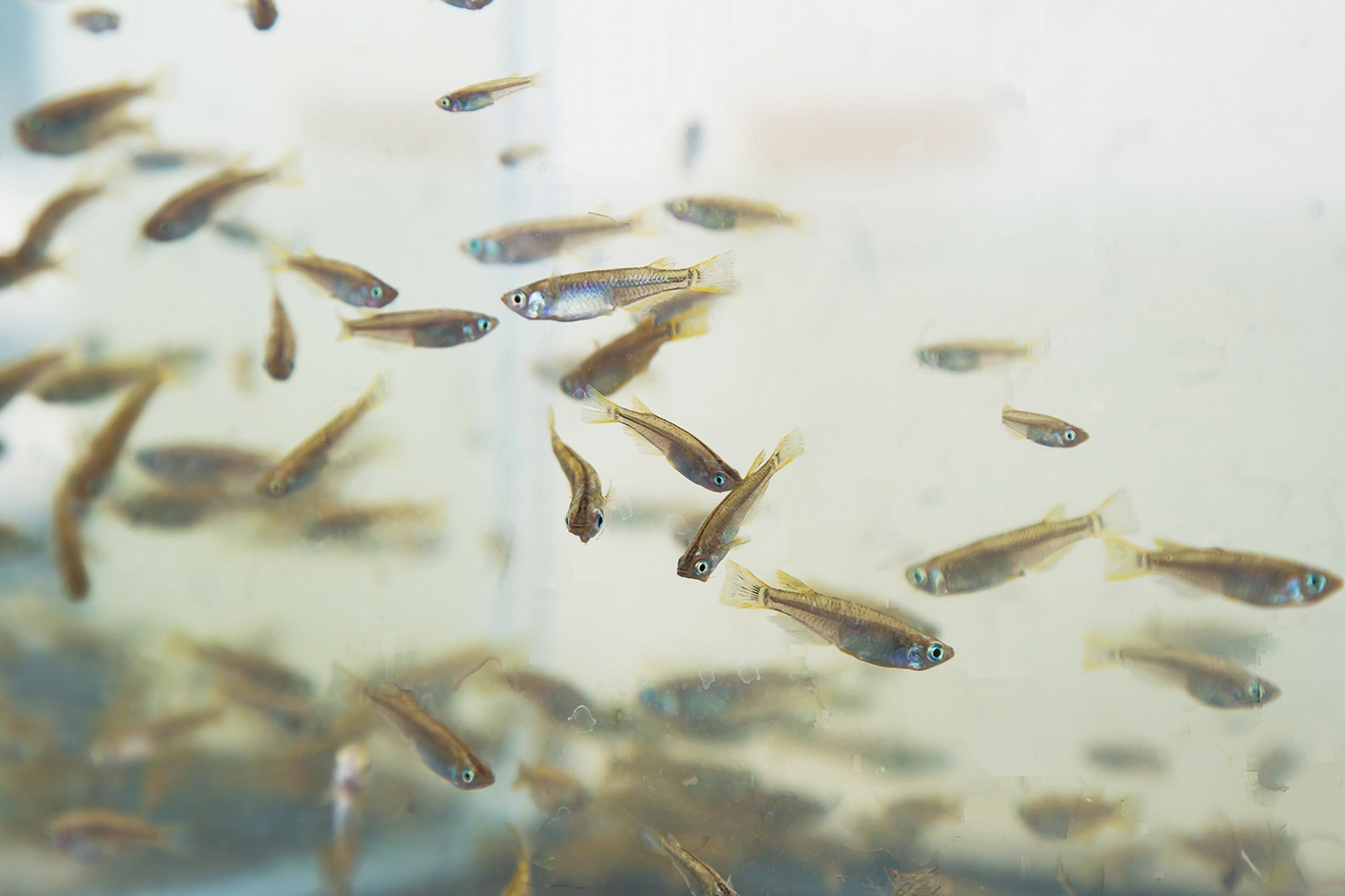 Photo:Japanese killifish