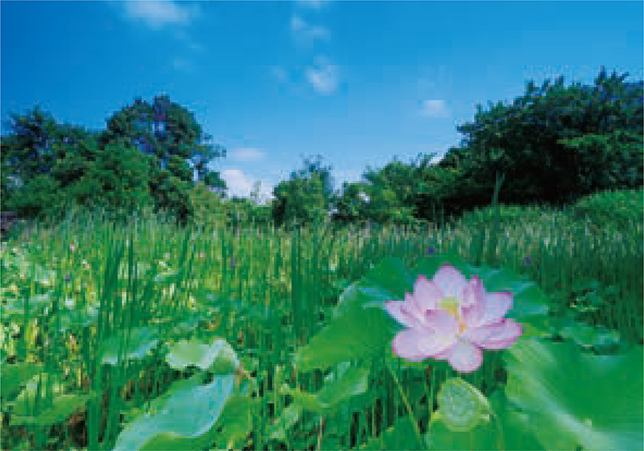 Biotope Ikoi no Mori photo