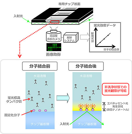 エバネッセント励起蛍光法の原理